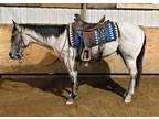 Blue Roan Quarter Horse Gelding!