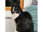 Adopt Destiny a Norwegian Forest Cat