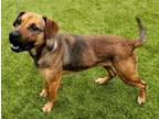 Adopt Darla BAS a Rhodesian Ridgeback, Mixed Breed