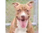 Adopt D a Pit Bull Terrier