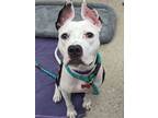 Adopt Becca a Pit Bull Terrier, Mixed Breed