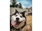 Adopt Juneau a Alaskan Malamute