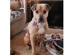 Adopt Princess (In Foster) a Pit Bull Terrier, German Shepherd Dog