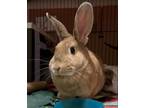 Adopt SANDWICH a Bunny Rabbit