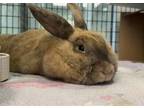 Adopt HAM a Bunny Rabbit