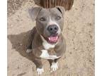 Adopt LACIE a Pit Bull Terrier, Mixed Breed