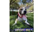 Adopt LUNA a Pit Bull Terrier