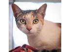 Adopt Kiba a Domestic Short Hair