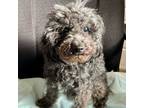 Adopt Truffle a Poodle