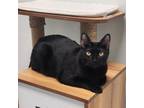 Adopt MiMi a Domestic Short Hair