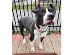 Adopt Tulah a Pit Bull Terrier