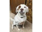 Adopt OH/Winnie a Brittany Spaniel, Setter