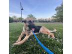 Adopt Callista a German Shepherd Dog