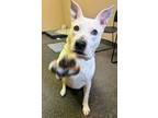 Adopt Twinkie a Terrier, Mixed Breed
