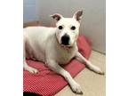 Adopt Twinkie a Terrier, Mixed Breed