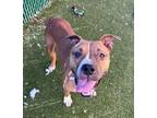 Adopt Sydney a Pit Bull Terrier, Mixed Breed