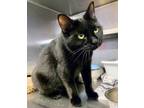 Adopt Fly Betty (In a Foster Home) a Domestic Short Hair