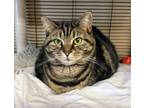 Adopt Jelly a Domestic Short Hair