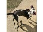 Adopt Lily a Pit Bull Terrier