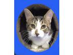 Adopt Geese A Laying a Tabby, Domestic Short Hair