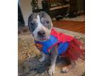 Adopt Macy a Pit Bull Terrier