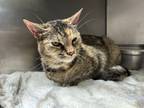 Adopt Saphira a Domestic Short Hair