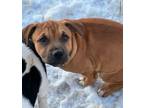 Adopt Strawberry a Black Mouth Cur