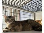 Adopt Betsy a Domestic Short Hair