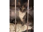 Adopt Lilac a Domestic Short Hair