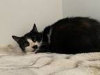 Adopt June a Domestic Short Hair