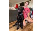 Adopt Bonnie a Labrador Retriever