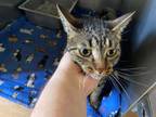 Adopt Belle a Domestic Short Hair