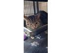 Adopt Kyanite a Domestic Short Hair