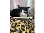 Adopt Miss Luna a Domestic Short Hair