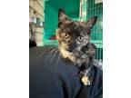 Adopt Celeste a Domestic Short Hair