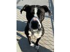 Adopt Stevie/Tink a Pit Bull Terrier