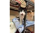 Adopt Saffron a Domestic Short Hair