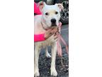 Adopt Pippa a Pit Bull Terrier