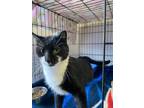 Adopt Luna a Domestic Short Hair