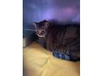 Adopt Grace a Domestic Short Hair