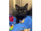 Adopt Velaris a Domestic Short Hair