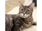 Adopt Chloe a Domestic Medium Hair, Tabby