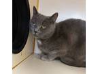 Adopt Dutchess a Domestic Short Hair