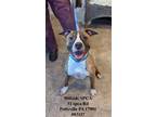 Adopt Xena a Boxer, Pit Bull Terrier