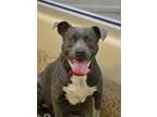 Adopt Florence 51890 a Pit Bull Terrier, Mixed Breed