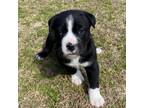 Adopt Beatrice a Spitz, Labrador Retriever