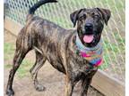 Adopt Maggs $25 a Plott Hound, Mixed Breed