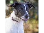 Adopt Kelpie @ Foster a Hound