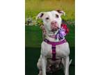 Adopt Piglet a Terrier