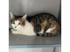 Adopt Binoo a Domestic Short Hair